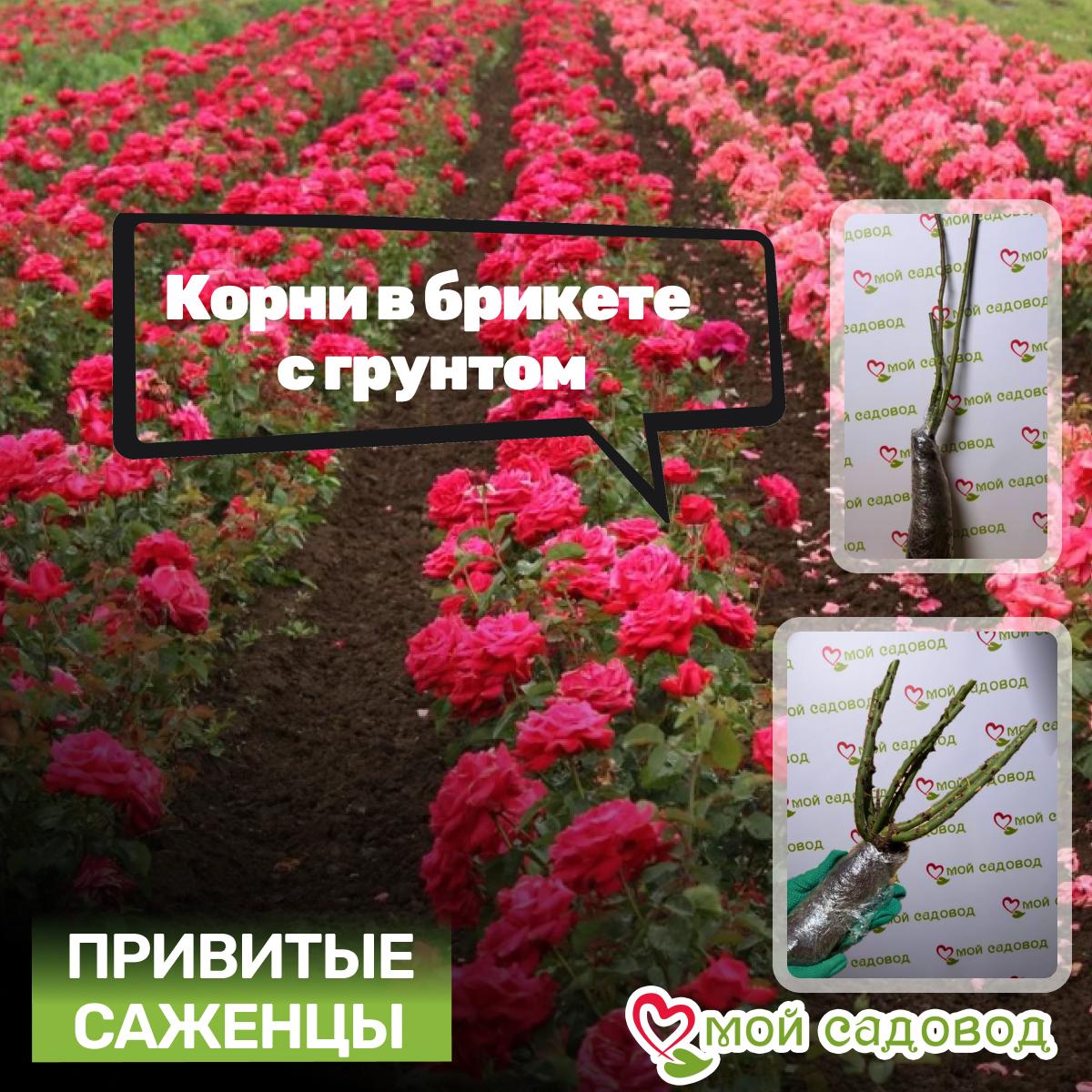 Роза Макарена