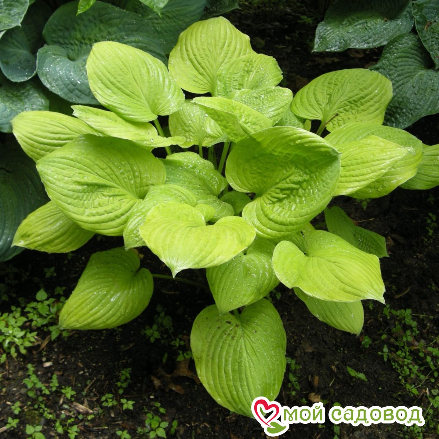 Хоста Банана Кид