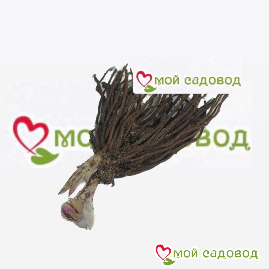 Хоста Вельвет