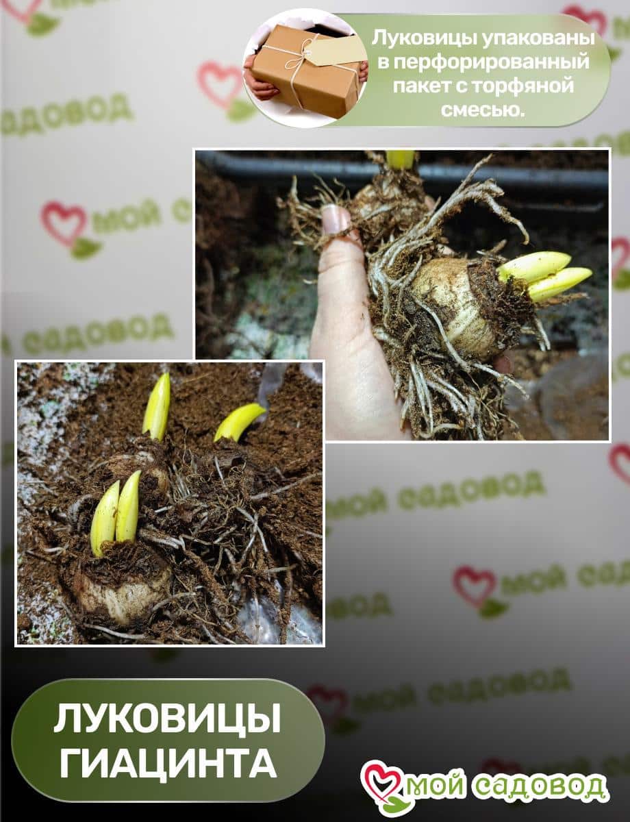 Гиацинт Поцелуй Авроры